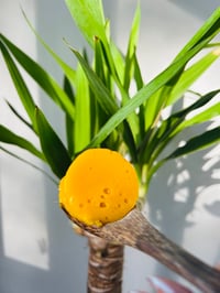 Image 4 of Turmeric & Ginger Infused Seamoss
