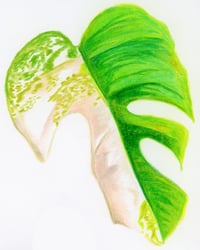 Variegated Monstera Leaf Print