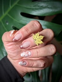 Image 1 of Sugar Maple