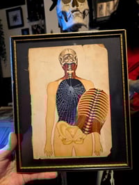 Image 1 of ANTIQUE ANATOMICAL COLLECTION - Preserved web  - C