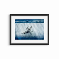 Image 3 of Humpback whales 