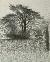 Image 1 of ‘Monterey Pine ‘ by Noel Betowski