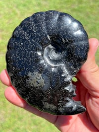 Image 7 of Black Ammonite Fossil With Pyrite | Madagascar #2706