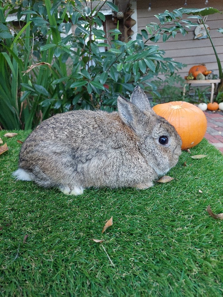 Image of Butters (M)