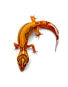 Bold Stripe High Contrast Tangerine (Tremper) B2-06
