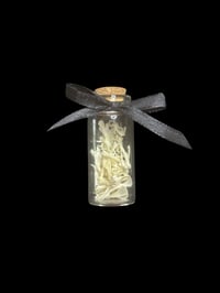 adult mouse partial skeleton + jawbones jar