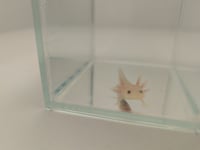 Image 2 of Hypo Juvenile Axolotl