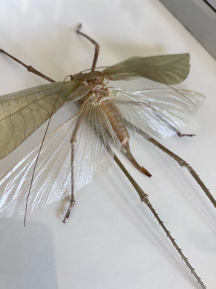 Image of Largest Grasshopper in the World