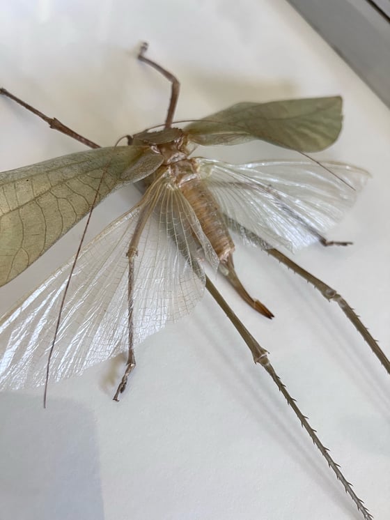 Image of Largest Grasshopper in the World