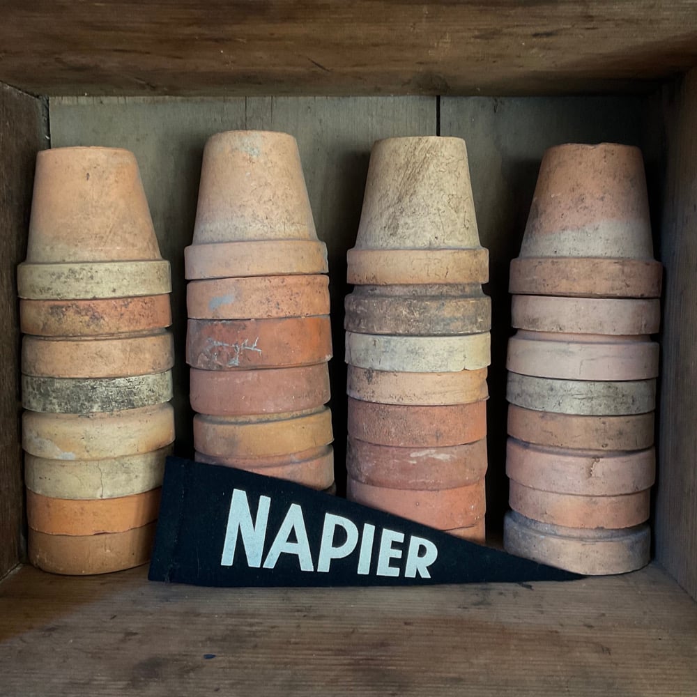 Image of Napier