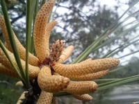 Image 5 of pine pollen extract 