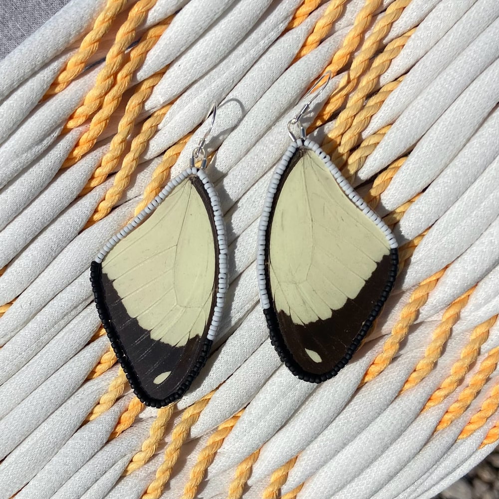 Image of Papilio dardanus Wing Earrings