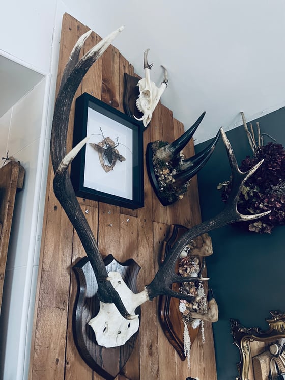 Image of Vintage Stag Antlers 