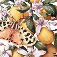 Image 2 of lemons & tiger moths