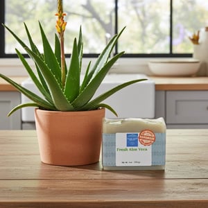 Image of Fresh Aloe Vera