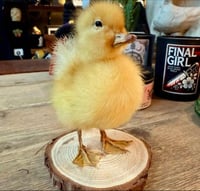 Image 1 of Taxidermy Duckling 