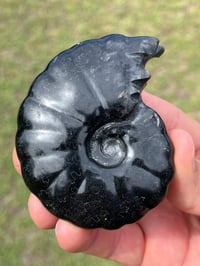 Image 4 of Black Ammonite Fossil With Pyrite #2634