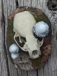 Image 1 of ABTRUSE - Otter Skull Diorama *Faux Skull*