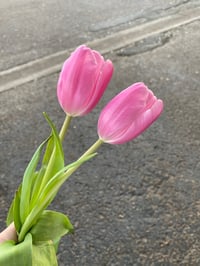 Image 1 of 🌸 Blush Twin Tulips (LOCAL ONLY!)