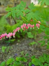 Bleeding Heart