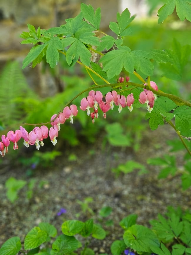 Bleeding Heart