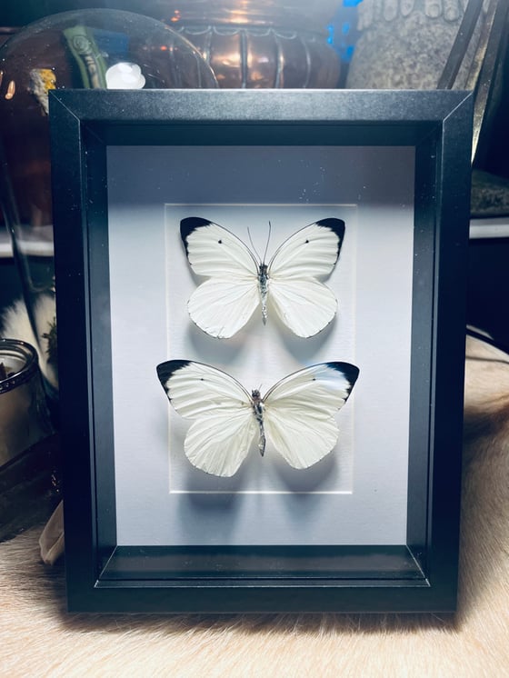 Image of Pair Of White Butterflies 