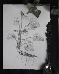 Image 2 of <i>Viola odorata</i> ⚘ - original illustration