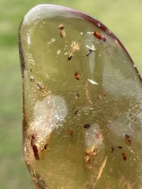 Image 10 of Copal Amber With Preserved Insects #2631