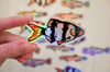 Tiger Barb, Loach, Sculpin - 3 inch Stickers
