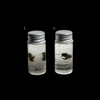 2 Inch Bug Capsule 