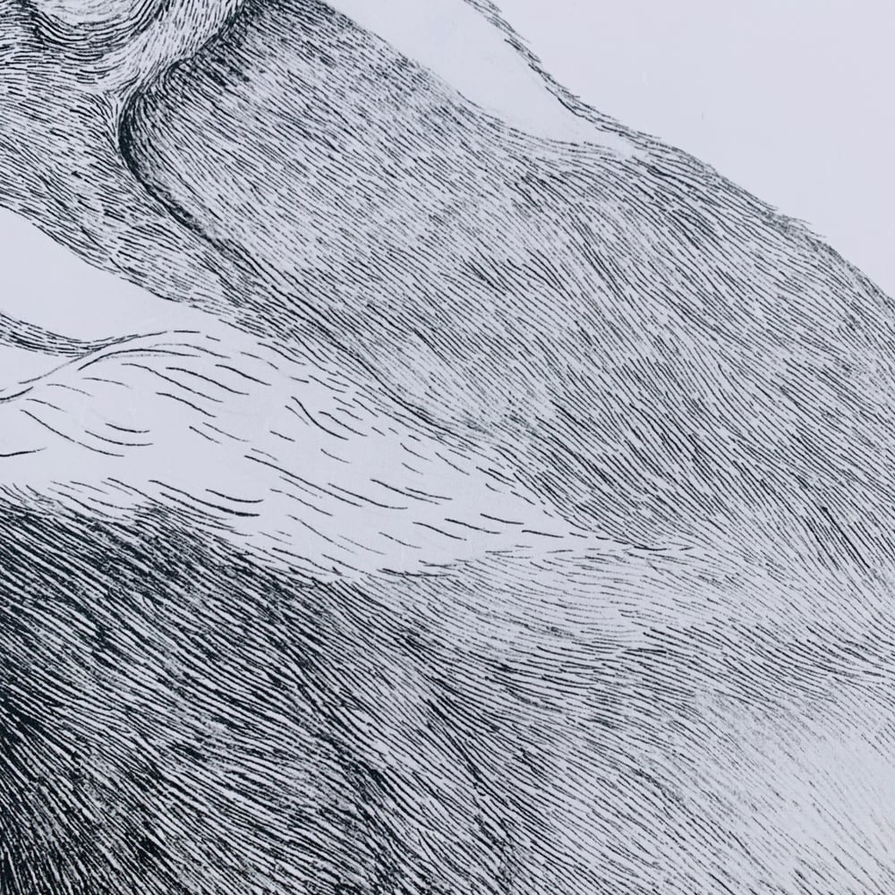 Image of Instinct Badger Print