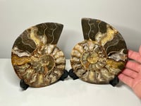 Image 2 of Large Ammonite Fossil Pair #2594
