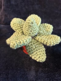 Image 3 of Echeveria