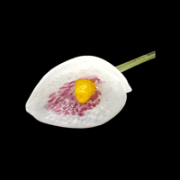 Image 1 of Glass Lily Art Glass