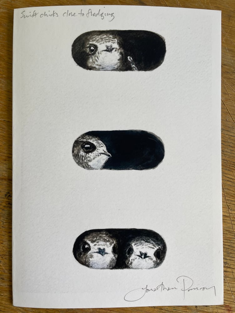 Image of Swift chicks card/ print