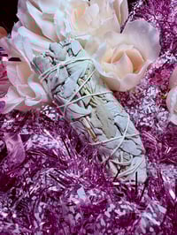 Image 4 of California White Sage