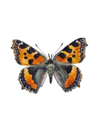 Image 7 of Tortoiseshell Butterfly PRINT