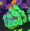 blue eye alveopora 