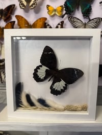 Image 1 of Orchard Swallowtail