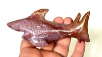 Image 1 of Sea Jasper Shark