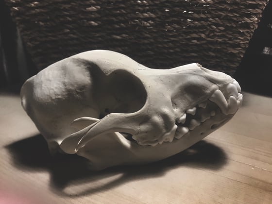 Image of Corgi Dog Skull