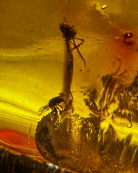 Image 2 of Amber with Beads