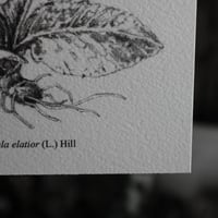 Image 4 of botanical illustration bundle ⚘ - archival prints