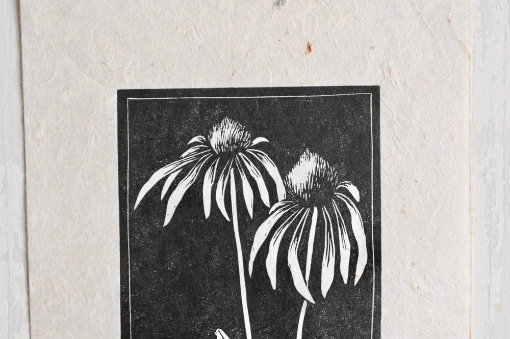 Coneflower
