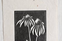 Image 3 of Coneflower 