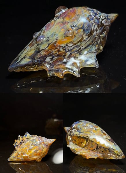 Image of Large Shell 10
