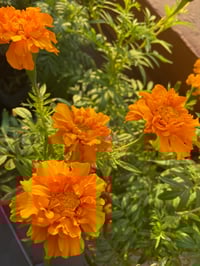 Image 5 of SOMMER | African Marigold Face Serum