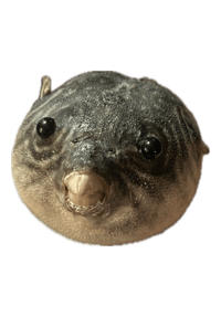 Image 1 of Taxidermy Pufferfish