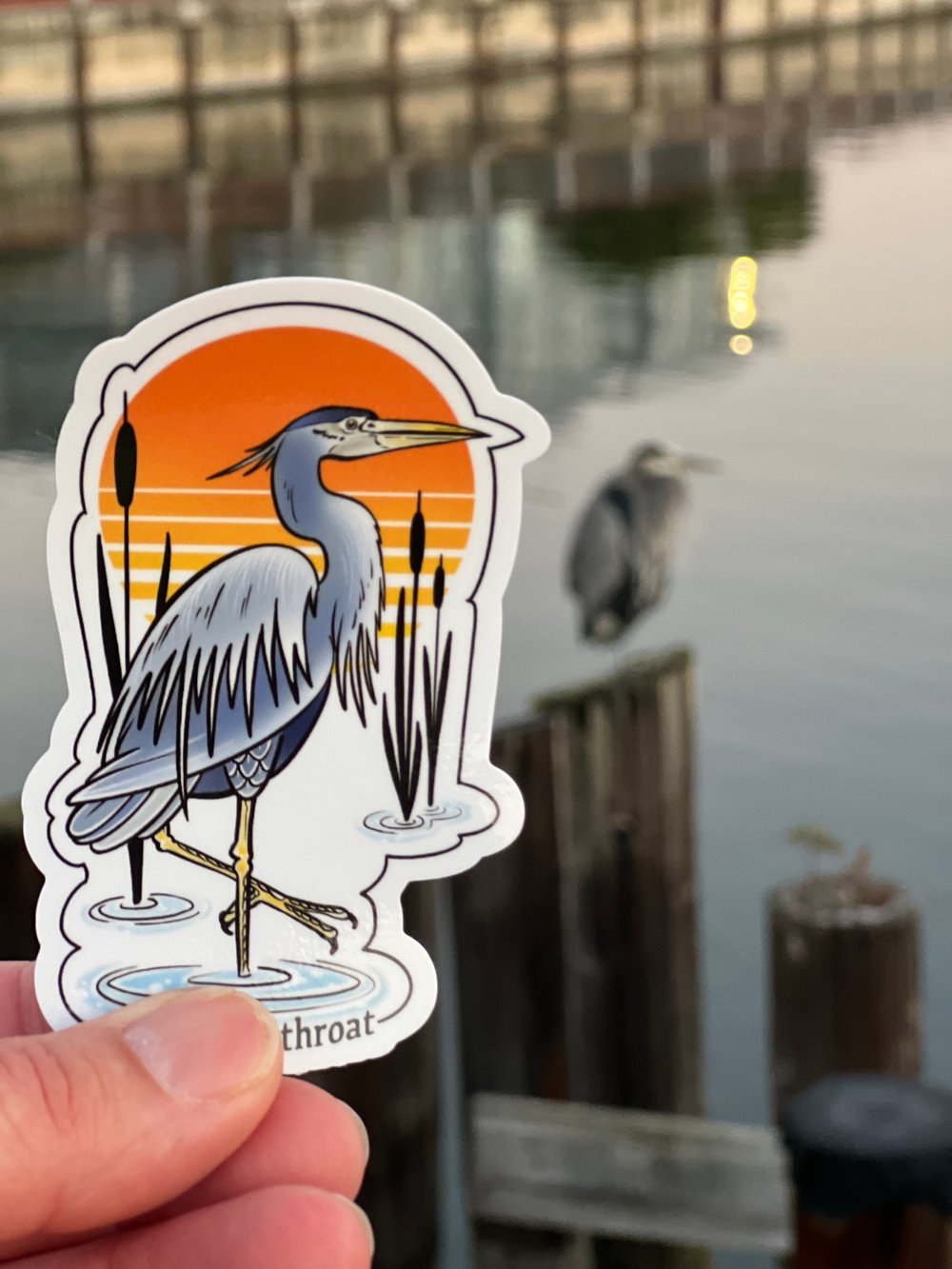 Great Blue Heron 
