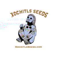 Xochitls Seeds - BOEL Oaxacan X Maruf Red